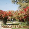 museo_maria_reiche_04