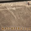 lineas_de_nasca_arbol