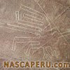 lineas_de_nasca_ave_fragata2
