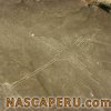 lineas_de_nasca_colibri