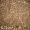 lineas_de_nasca_condor