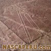 lineas_de_nasca_flor