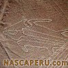 lineas_de_nasca_pescado