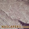 lineas_de_palpa_09