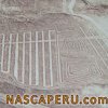 lineas_de_palpa_11