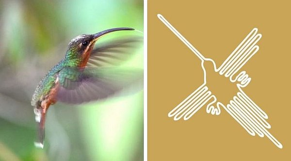 Líneas de Nazca: Descubren la identidad real de las aves dibujadas